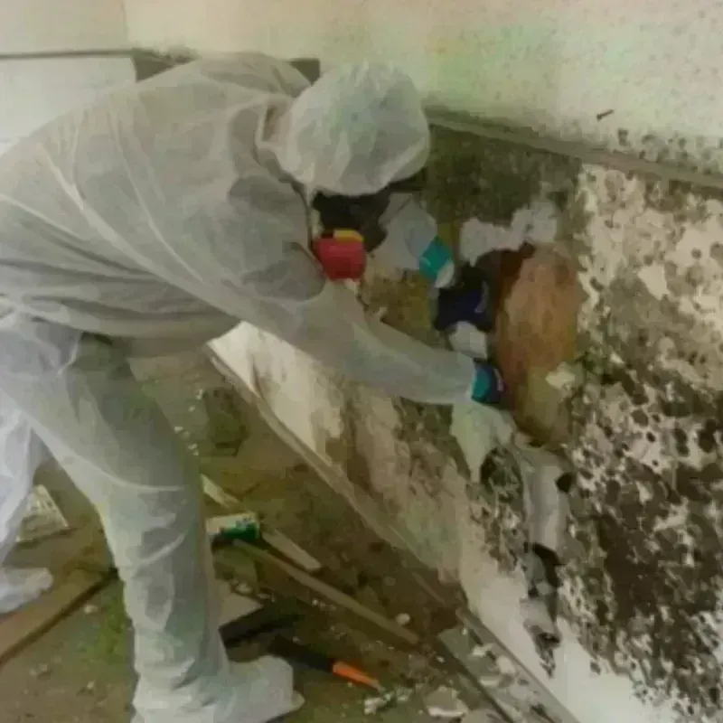 Mold Remediation and Removal in Sugar Land, TX